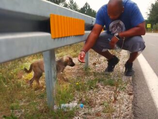A Couple Rushes To Rescue A Scared Lonely Puppy From The Roadside