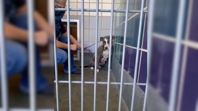 Dog Who Was Abandoned After Owners Moved Refuses To Trust Humans Again