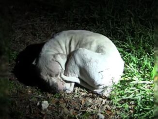 Abandoned Dog Once Curled Up On A Dirty Ground Has A Whole New Life Now
