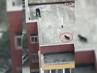 Kind People Went To Help A Dog Living On Roof Of A Building And Were Shocked By Another Surprise