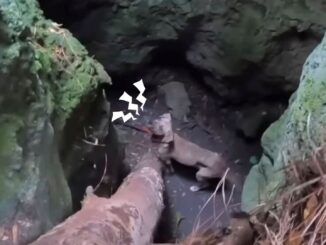 Man Stops In His Tracks When He Hears Strange Sounds Coming From A Deep Cave