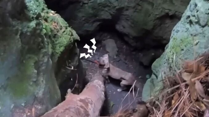 Man Stops In His Tracks When He Hears Strange Sounds Coming From A Deep Cave