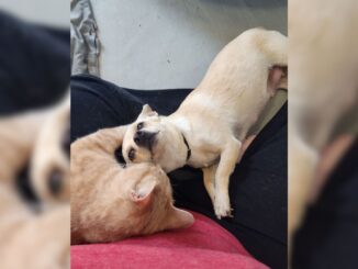 Pregnant Chihuahua Has The Most Unusual Orange Best Friend