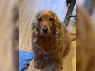 This Rescue Cocker Spaniel Demonstrating Her Remarkable Talent Will Leave You In Awe