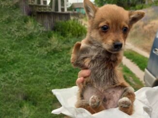Rescuers Find A Puppy With No Front Legs Cruelly Abandoned In A Pile Of Trash