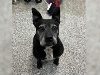 Shelter Staff Hid A Beautiful Pup For Six Years In Order To Save Her From Being Euthanized