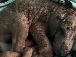 A Man’s Heart Broke When He Took A Closer Look To This Poor Puppy’s Neglected Fur