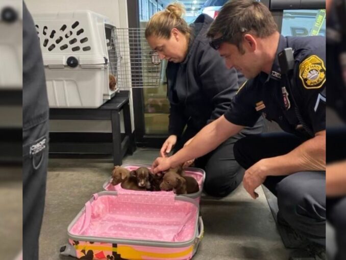 Police Couldn’t Believe What Was Inside A Strange Suitcase