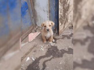 Sweet Puppy Was Kicked Out Of The House And Left To Survive On Her Own In Freezing Weather