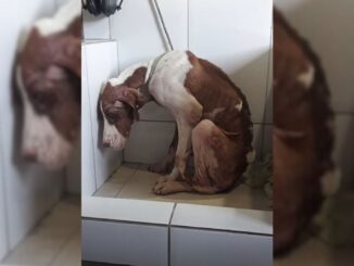The Sad And Malnourished Pup Felt Betrayed After Being Abandoned On The Side Of A Road