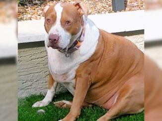 Obese Pit Bull Undergoes A Life-Changing Transformation