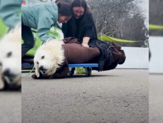 Dog From Puppy Mill Was Hesitant When He Met His Rescuers But They Were Not Giving Up On Him