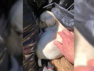 Clean-Up Crew Was Just Minding Their Business When They Saw A Something Hiding In A Trash Bag