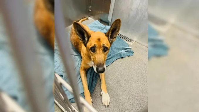 Pup Was Devastated When His Family Took Him Back To The Shelter Where They Adopted Him