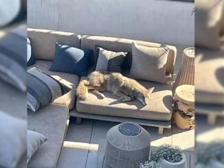 Homeowner Found A Mysterious Visitor On His Patio Only To Learn His True Identity