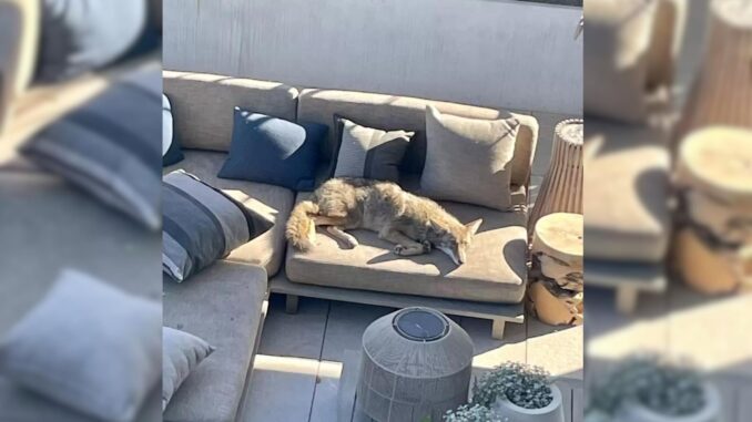 Homeowner Found A Mysterious Visitor On His Patio Only To Learn His True Identity