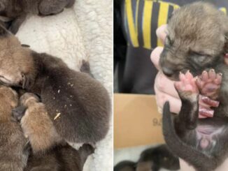 Woman Saved Puppies Only To Learn They Were Something Else Entirely