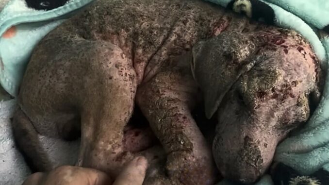 Rescuers Nourished A Sick Puppy To Health Only To Learn The True Color Of His Fur