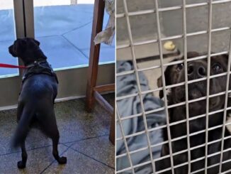 A Desperate Dog Who Returned To The Shelter Three Times Finally Finds Happiness