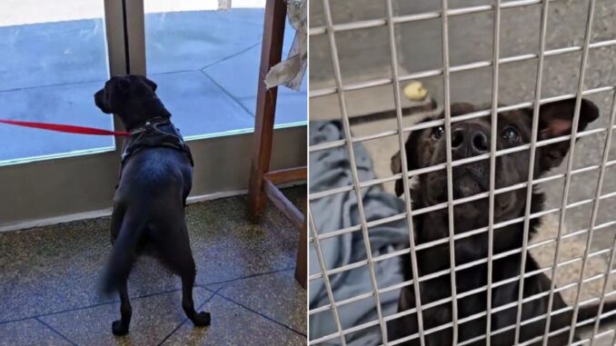 A Desperate Dog Who Returned To The Shelter Three Times Finally Finds Happiness