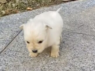 Three-Week-Old Puppy Was Crying On The Sidewalk Hoping A Kind Soul Would Notice And Adopt Him