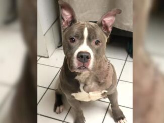Dog Abandoned And Left Without Food After Her Owners Were Evicted From Their Home