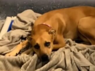 Depressed Puppy Who Was Surrendered To The Shelter For The Second Time Can’t Help To Think That It Is All Her Fault