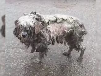 Shelter Staff Was Shocked To Discover An Adorable Pup Hiding Behind Clumps Of Matted Fur