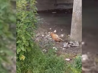 Rescuers Received A Call About A Seriously Injured Dog Lying Under A Bridge So They Went To Help