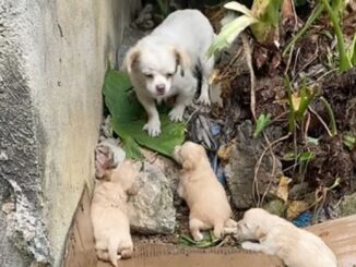 Starving Mom Dog Desperately Watches Her 3 Babies Crying In The Rain And Tries To Keep Them Warm