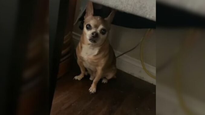 Sweet Chihuahua Who Has Separation Anxiety Can’t Help But Cry Anytime His Parents Leave Without Him