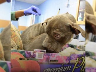 Anxious Pup Who Was Left In Front Of A Shelter In A Box Of Plums Is Too Scared To Step Out Of It