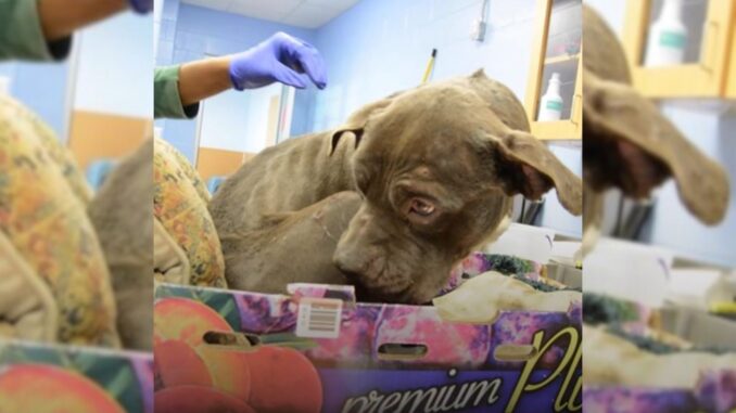 Anxious Pup Who Was Left In Front Of A Shelter In A Box Of Plums Is Too Scared To Step Out Of It
