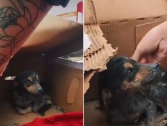 Tiny Abandoned Dog Found Hiding From The Rain In A Small Cardboard Box Now Has A Comfy Home